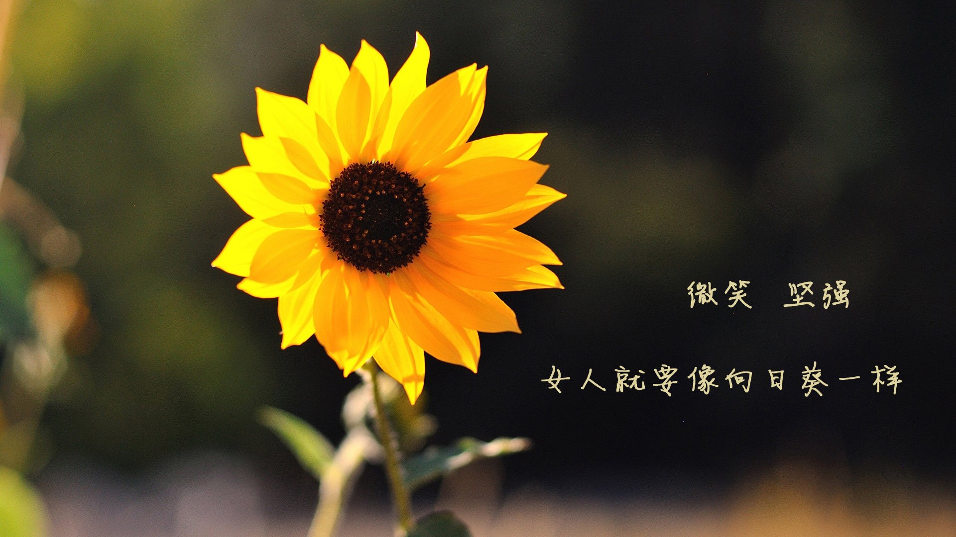 九游网-NBA球员训练计划制定，nba训练项目