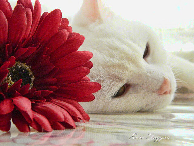 五大联赛年度最佳颁奖典礼即将举行,五大联赛冠军含金量