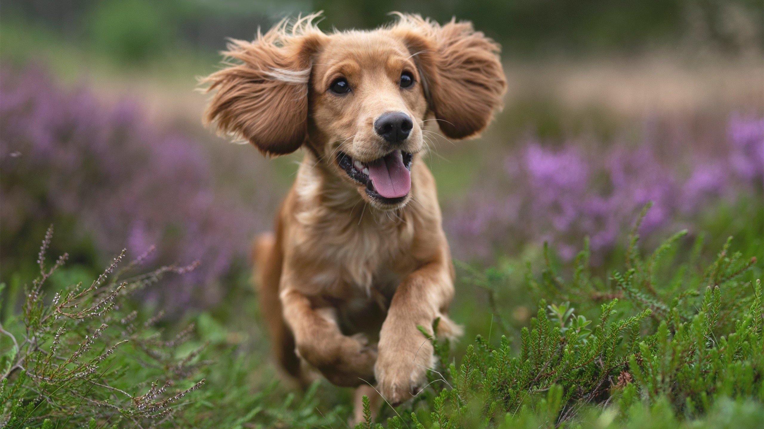 九游官网主页-前场围抢成功助力闪电破门，前场围抢成功助力闪电破门的是谁